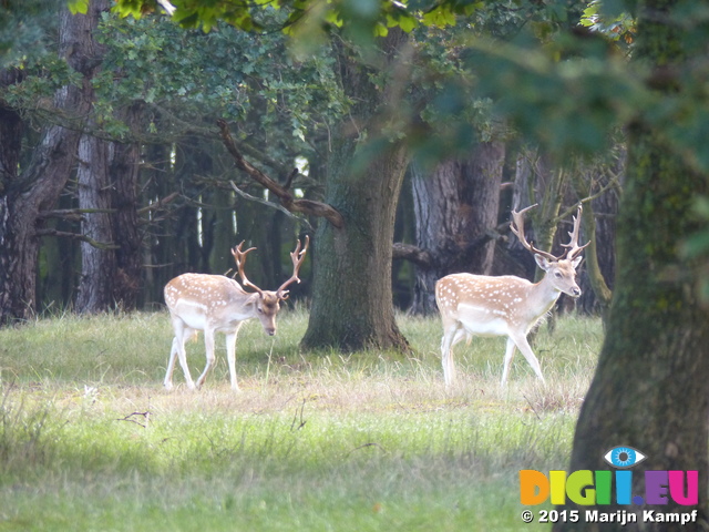 FZ019636 Two Fallow deer (Dama dama)